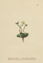 Skalnica omszona (Saxifraga bryoides)