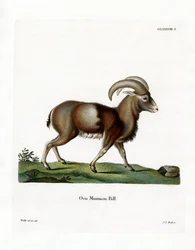 Muflon (kolorowy grawer)