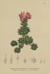 Rojnik górski (Sempervivum montanum)