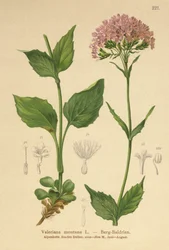 Kozłek górski (Valeriana montana)