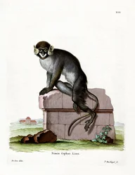 Guenon wąsaty (kolorowy grawerunek)