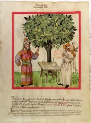 Ms.Lat.9333 fol.11 Zbiór gałki muszkatołowej, z Tacuinum Sanitatis