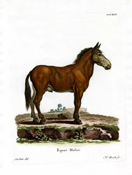 Mule (kolorowy grawer)