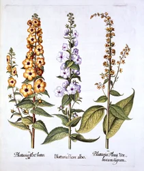 Dziewanna, rodzaj Verbascum, z Hortus Eystettensis, Basil Besler (1561-1629), wyd. 1613 (grawerowanie ręcznie kolorowane)