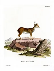 Muntjac (kolorowy grawer)