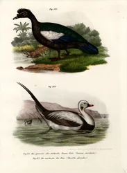 Kaczka piżmowa, 1864