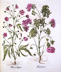 Piżmo Mallow, z Hortus Eystettensis, Basil Besler (1561-1629), wyd. 1613 (grawerowanie ręcznie kolorowane)