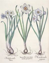 Narcyz: 1. Narcyz największy wśród purpury; 2. Narcyz w środku; 3. Narcissus purpureus, z Hortus Eystettensis Basila Beslera (1561-1629), wyd. 1613