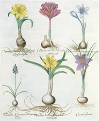Narcyzy, krokusy i hiacynt: 1. Narcissus autumnalis; 2.Hyacinthus autumnalis; 3.Crocum biflorum; 4. Album kolchium; 5.Colchium versicolor; 6. Narcissus autumnalis, z Hortus Eystettensis autorstwa Ba