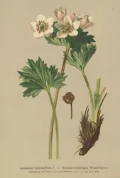 Anemone kwitnące narcyza (Anemone narcissiflora)