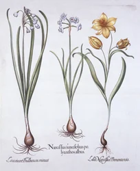 Narcyz, tulipan i letni płatek śniegu, z Hortus Eystettensis, Basil Besler (1561-1629), wyd. 1613 (grawerowanie ręcznie kolorowane)