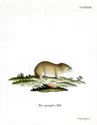 Nornik wąskogłowy (kolorowy grawerunek)