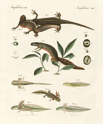 Historia naturalna salamandry morskiej (kolorowy grawer)