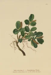 Wierzba siatkowata (Salix reticulata)