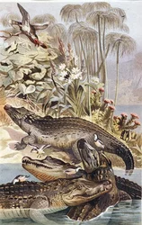 Krokodyl nilowy, płyta z "Brehms Tierleben: Allgemeine Kunde des Tierreichs", vol.7, s.504, wyd. Bibliographisches Institut