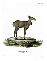 Nilgai (kolorowy grawerunek)