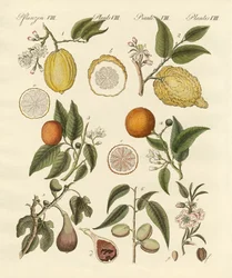 Szlachetne owoce tropikalne