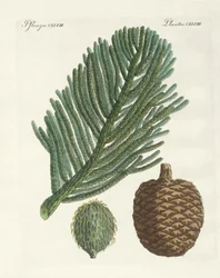 Sosna Norfolk (kolorowy grawerunek)