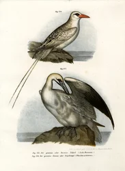 Głuptak północny, 1864