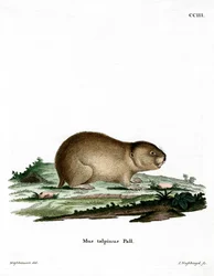 Nornica Północna (kolorowy grawerunek)