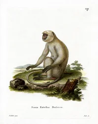 Northern Plains Grey Langur (kolorowy grawerunek)