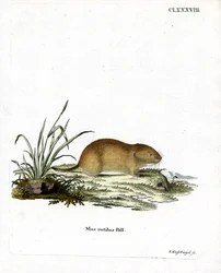 Nornica czerwonogrzbieta (kolorowy grawerunek)