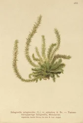 Kolczaka północna (Selaginella selaginoides, Selaginella spinulosa, Lycopodium selaginoides, Bernhardia spinosa)