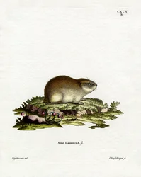 Leming norweski (kolorowy grawerunek)