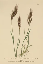 Owsianka (Avena Scheuchzeri, Avena versicolor, Avena alpina)