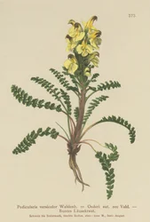 Przylaszczka pospolita (Pedicularis versicolor, Pedicularis Oederi)