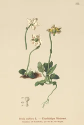 Zimozielony jednokwiatowy (Pirola uniflora, Pyrola uniflora, Moneses uniflora, Monesis uniflora)