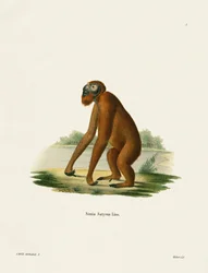 Orang-Outang (kolorowy grawer)