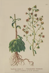 Skalnica pomarańczowa (Saxifraga mutata)