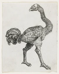 Struś