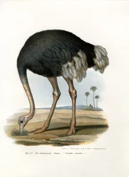 Struś, 1864