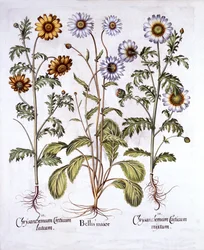 Stokrotka Oko Wołu i Stokrotka Koronna, z Hortus Eystettensis, Basil Besler (1561-1629), wyd. 1613 (grawerowanie ręcznie kolorowane)
