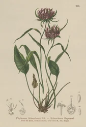 Oksford Ramion (Phyteuma Scheuchzeri)