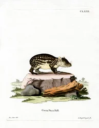 Paca (kolorowy grawer)