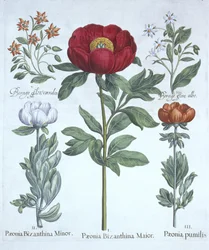 Paeonies i Borage, z Hortus Eystettensis, Basil Besler (1561-1629), wyd. 1613 (grawerowanie ręcznie kolorowane)