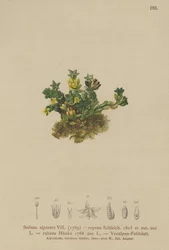 Rozchodnik blady (Sedum alpestre, Sedum repens, Sedum rubens)
