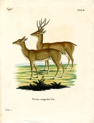 Pampas Deer (kolorowy grawerunek)