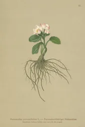 Bażyna czarna (Ranunculus parnassifolius)