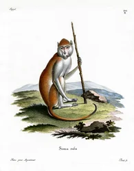 Pata Monkey (kolorowy grawerunek)