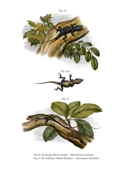 Anole brzoskwiniowy (kolor lito)