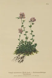 rzeżucha (Thlaspi cepaefolium)