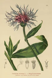 Wieloletni bławatek (Centaurea montana)