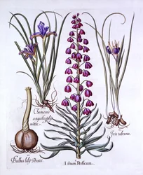 Perska Lilia i Irysy, z Hortus Eystettensis, Basil Besler (1561-1629), wyd. 1613 (grawerowanie ręcznie kolorowane)