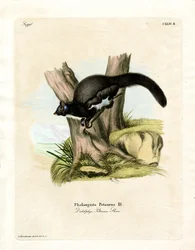 Opos Petaurine (kolorowy grawerunek)