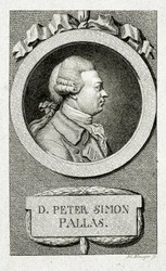 Piotra Szymona Pallasa. (1741 – 1811) (Grawerowanie liniowe)