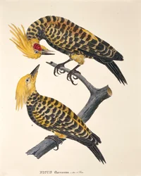 Picus Flavescens, z „Ptasich gatunków nowych w Brazylii” Johanna Baptist Von Spix i Carla Friedricha Von Martiusa